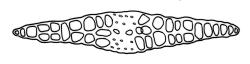 Fissidens strictus, leaf cross-section, region of apical and dorsal laminae. Drawn from J.E. Beever 68-78, WELT M030274.
 Image: R.C. Wagstaff © Landcare Research 2014 